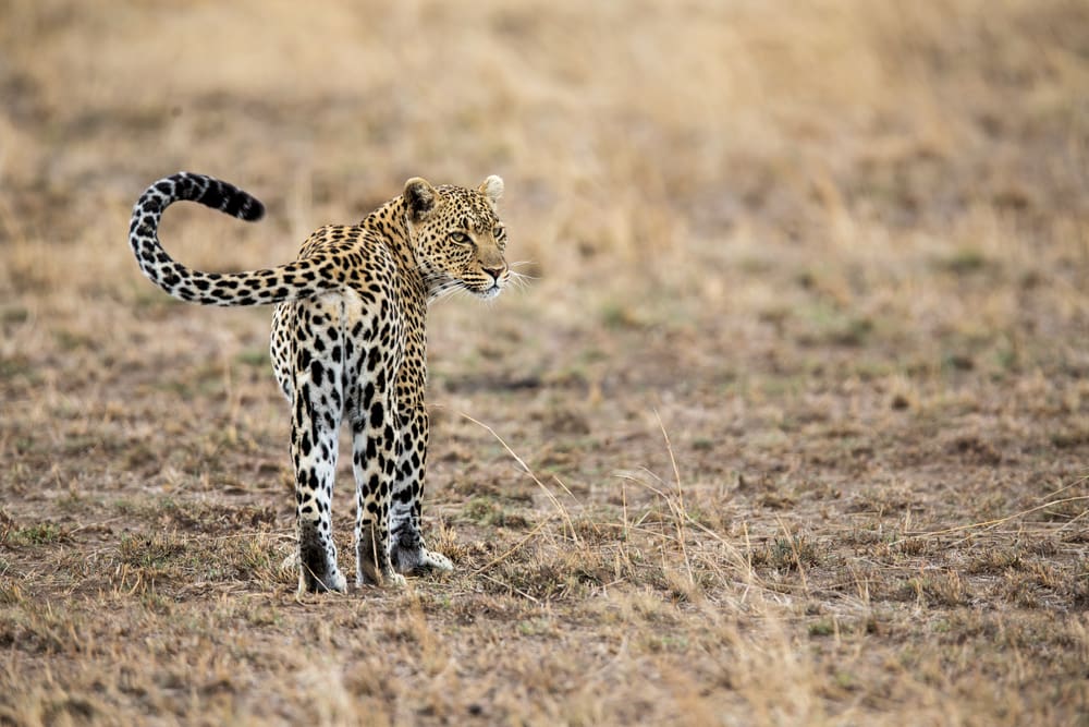 View of a Leopard during Tanzania Safari - Proud African Safaris