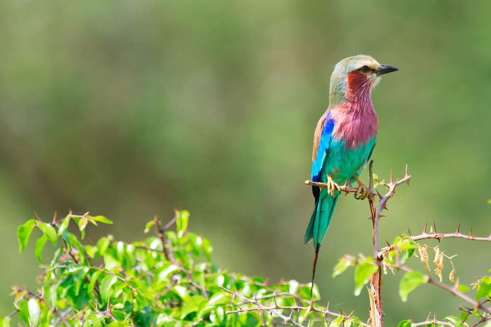 Tanzania - Proud African Safaris - Tarangire Beuatiful Bird