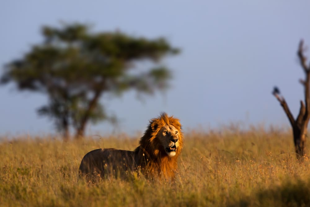 Golden mane lion - Tanzania Safari - Proud African Safaris