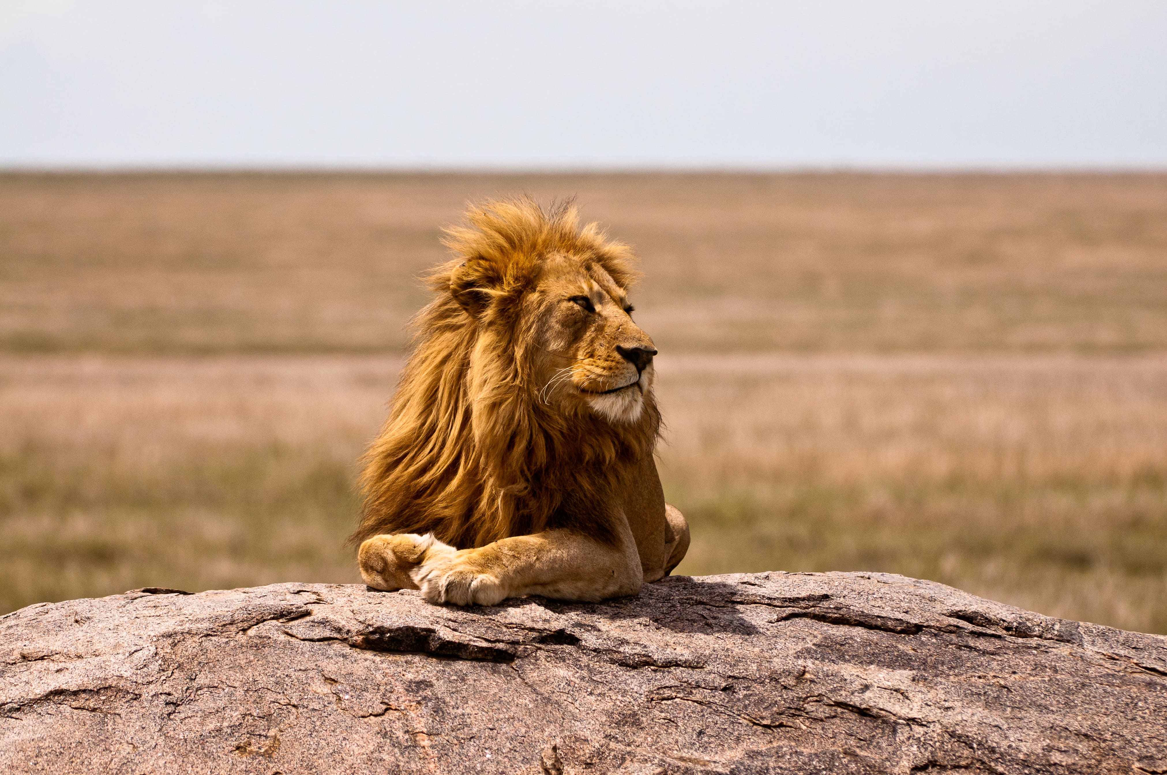 Lion on the Serengeti - Tanzania Safari - Proud African Safaris