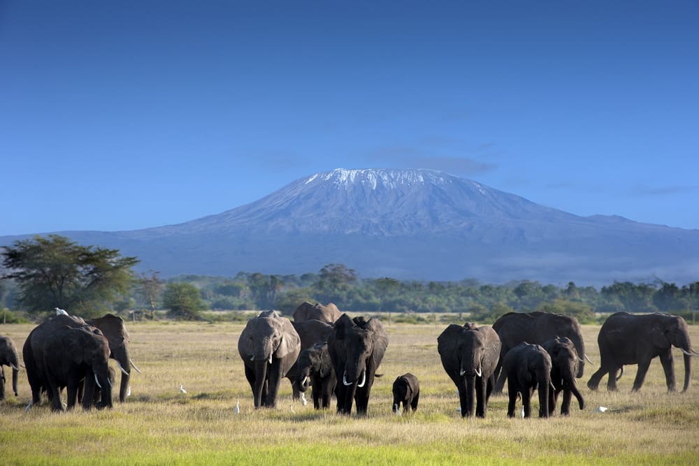 Elephant herd - Tanzania Safari - Proud African Safaris