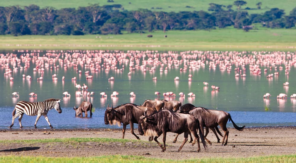Wildebeest roam with zebras and flamingos - Tanzania Safari - Proud African Safaris