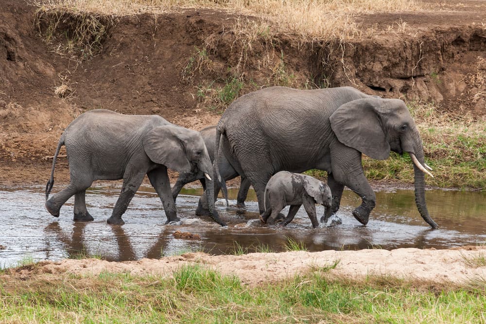 Elephant family - Tanzania safari - Proud African Safaris