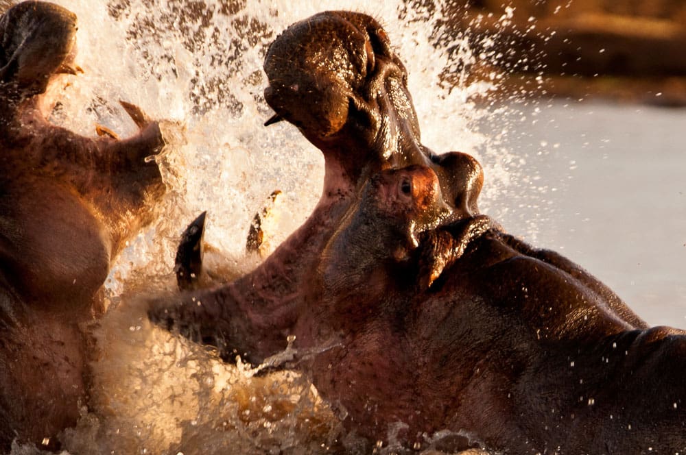 Amazing hippos - Tanzania Safari - Proud African Safaris