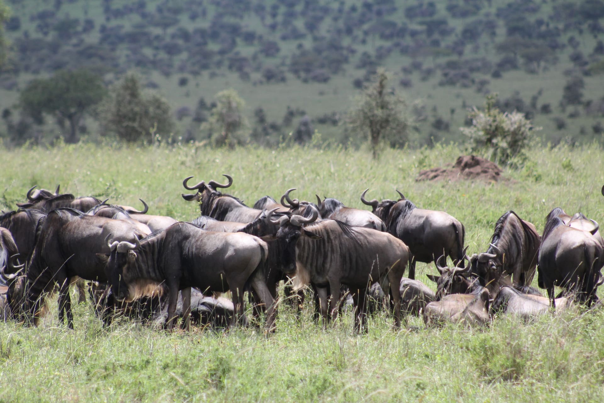 Wildebeest Migration Tanzania