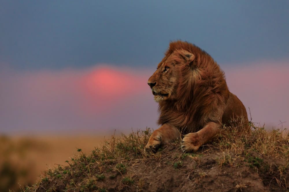 saving african lions