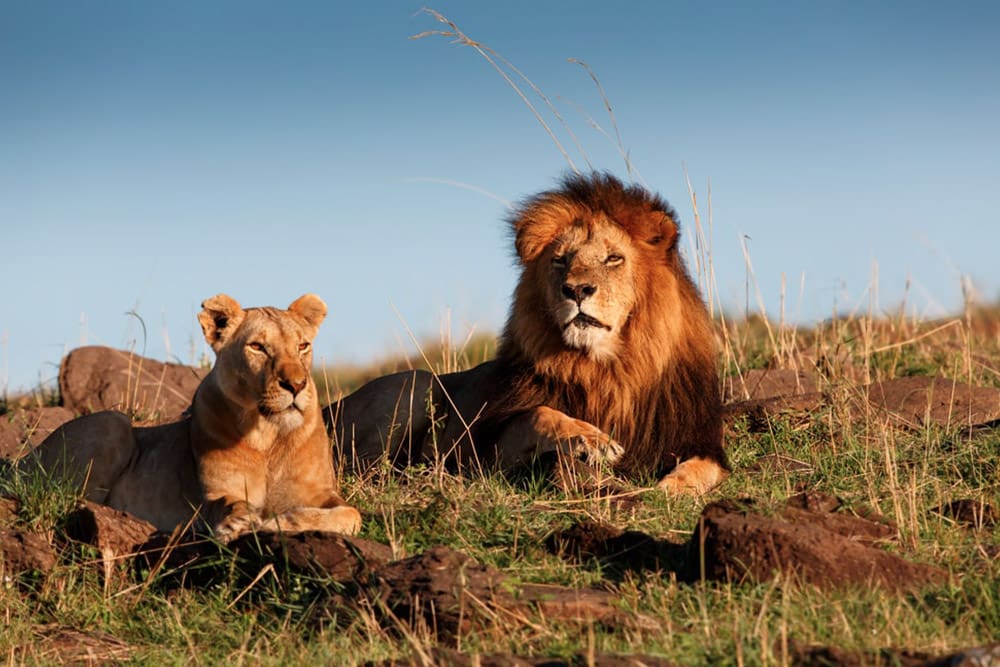 protecting african lions