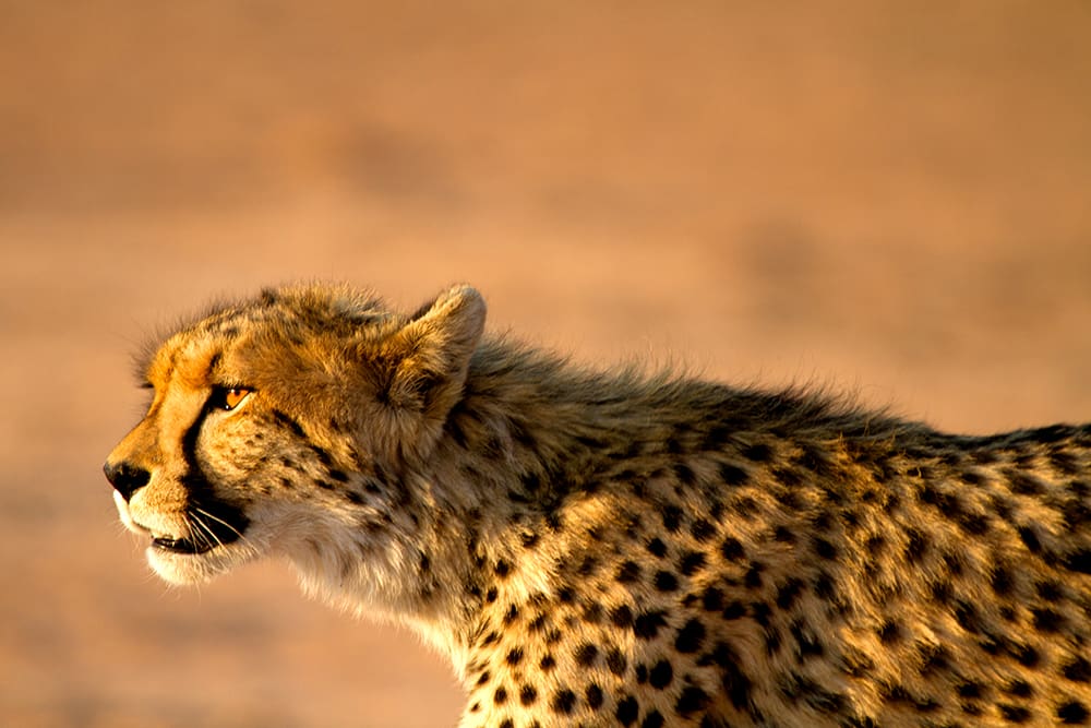 cheetah protection